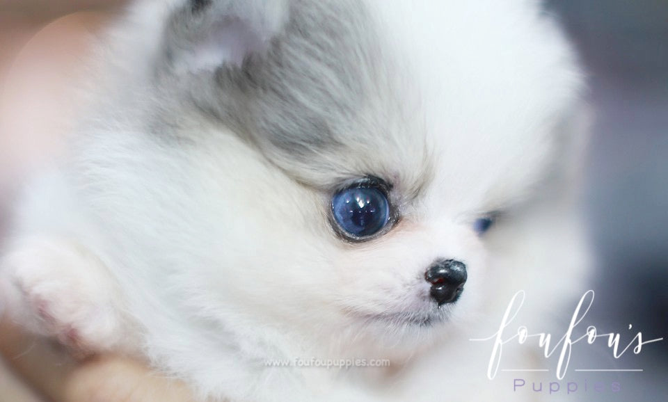 Kiwi - Pomeranian F.