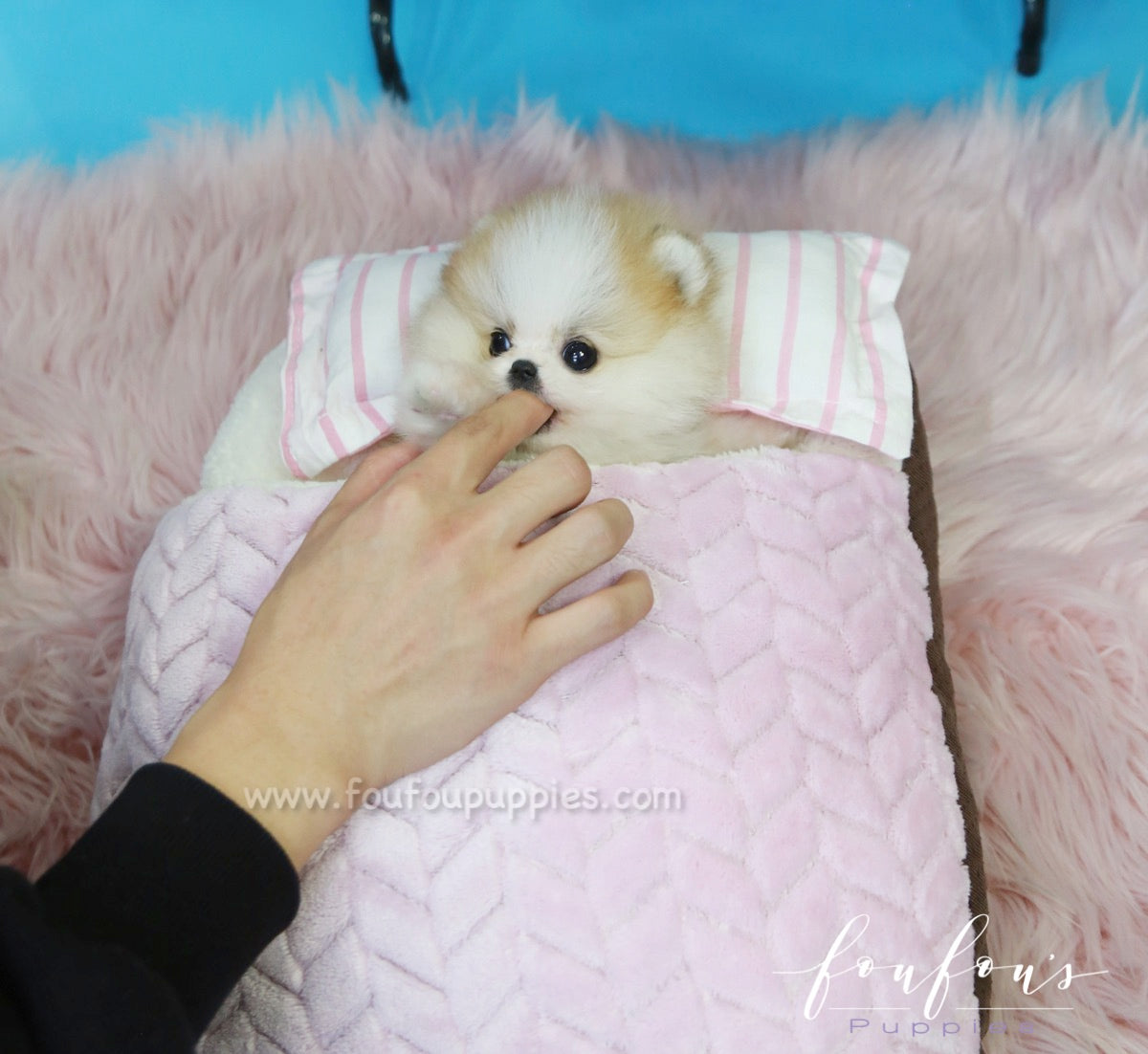 Beverly - Pomeranian M.