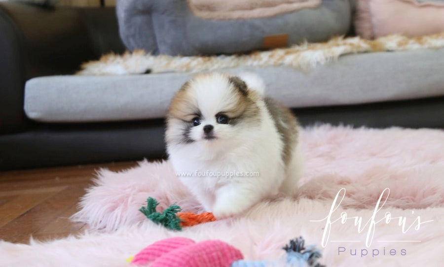Phoebe - Pomeranian F.