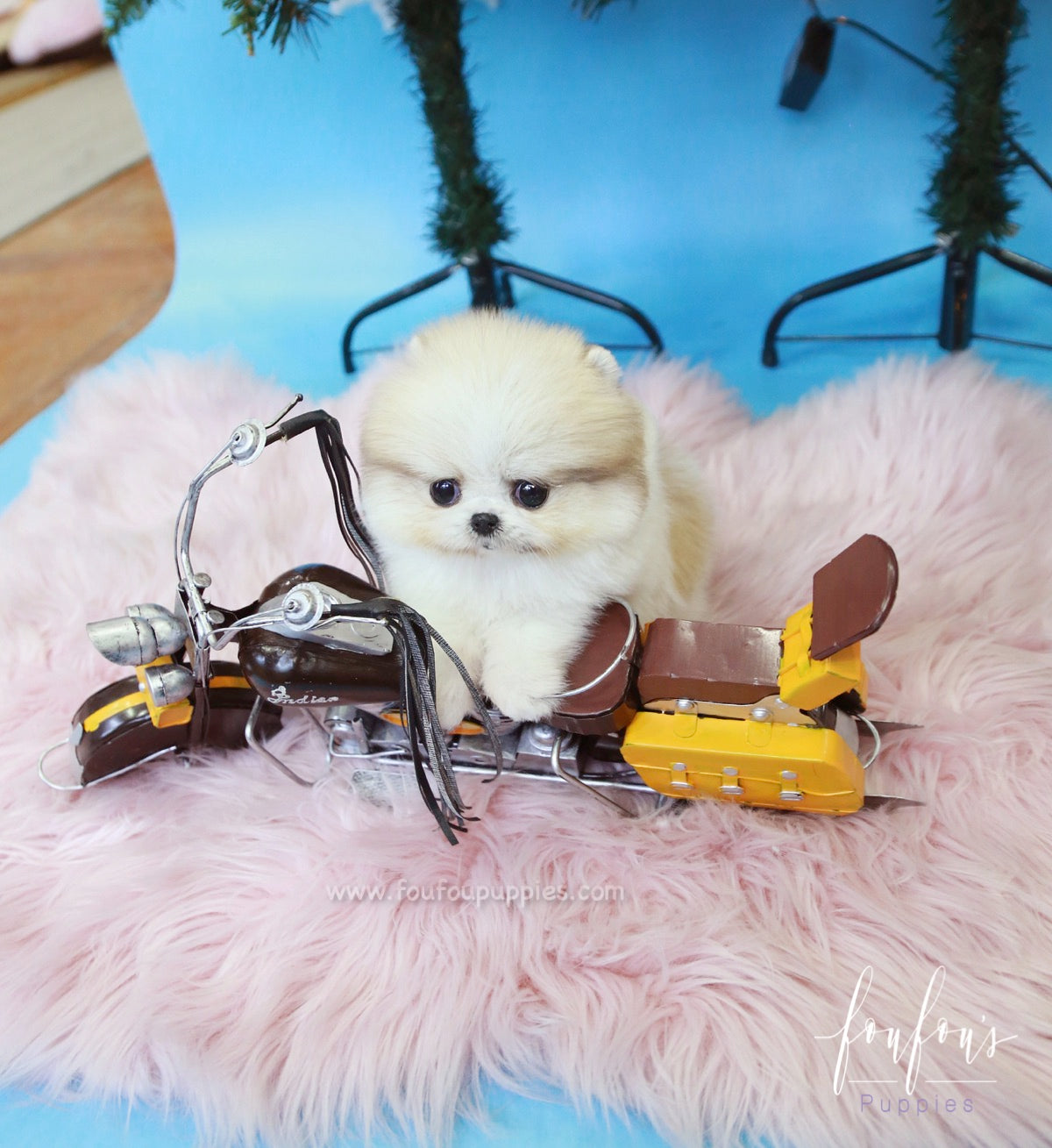 Fendi - Pomeranian F.