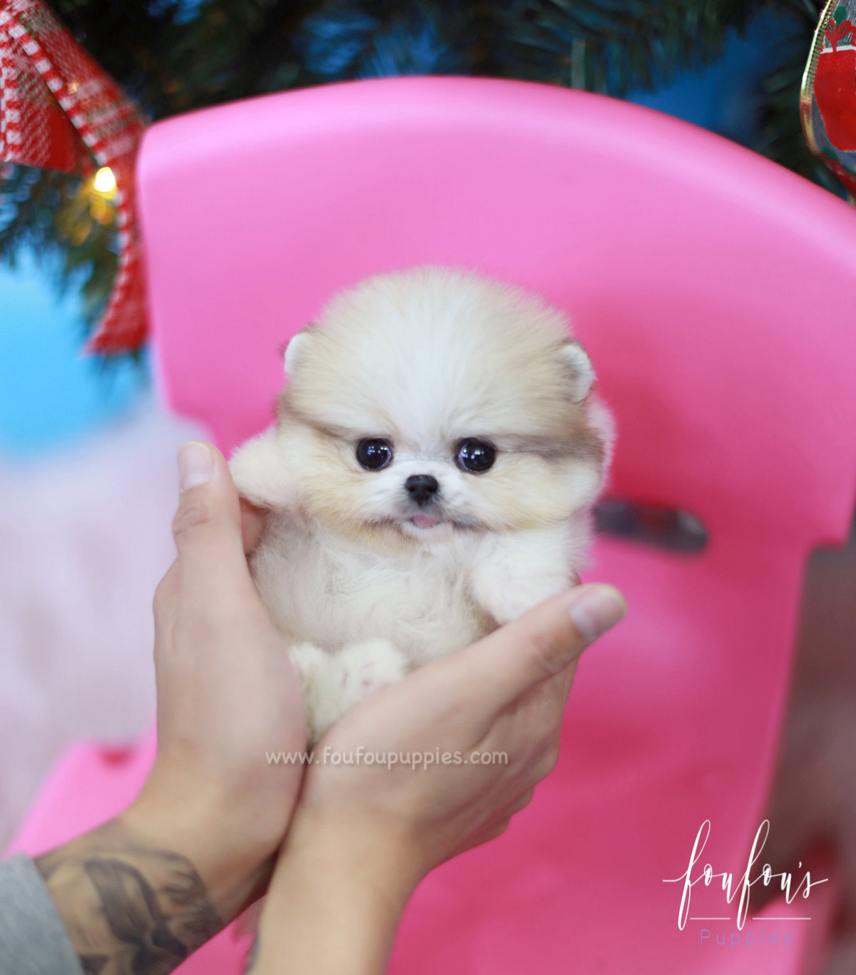 Fendi - Pomeranian F.