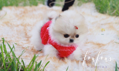 Tinkerbell - Pomeranian F.