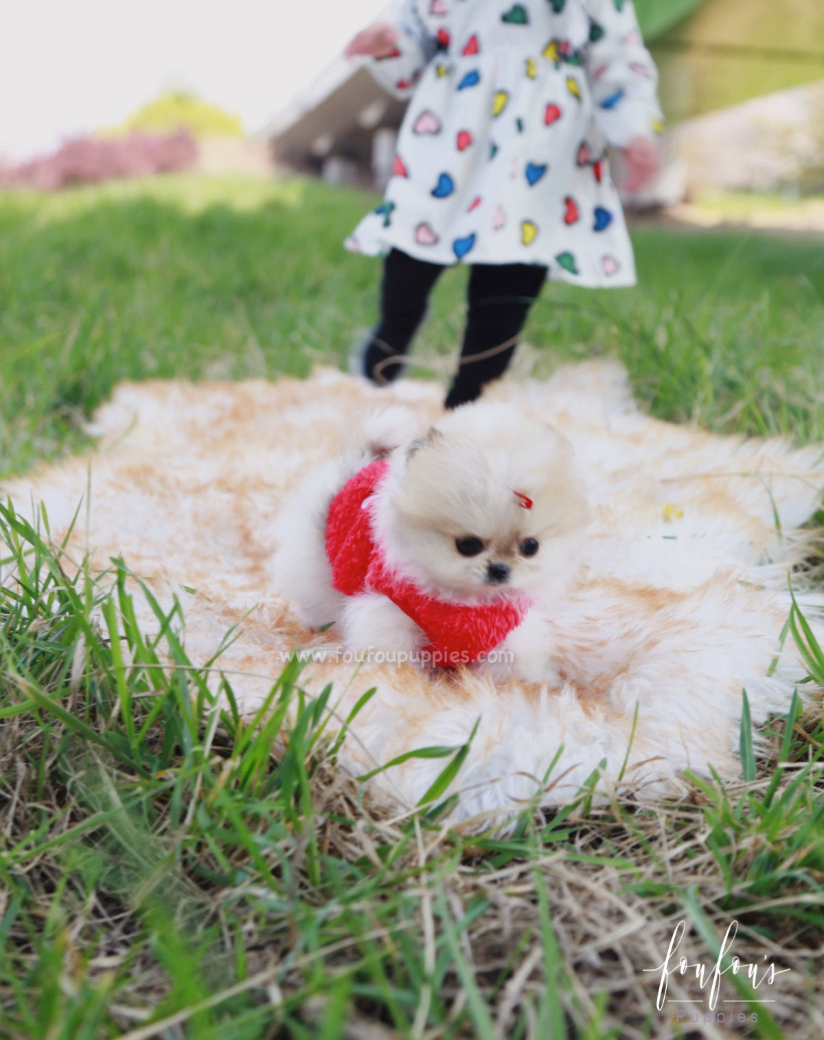 Tinkerbell - Pomeranian F.