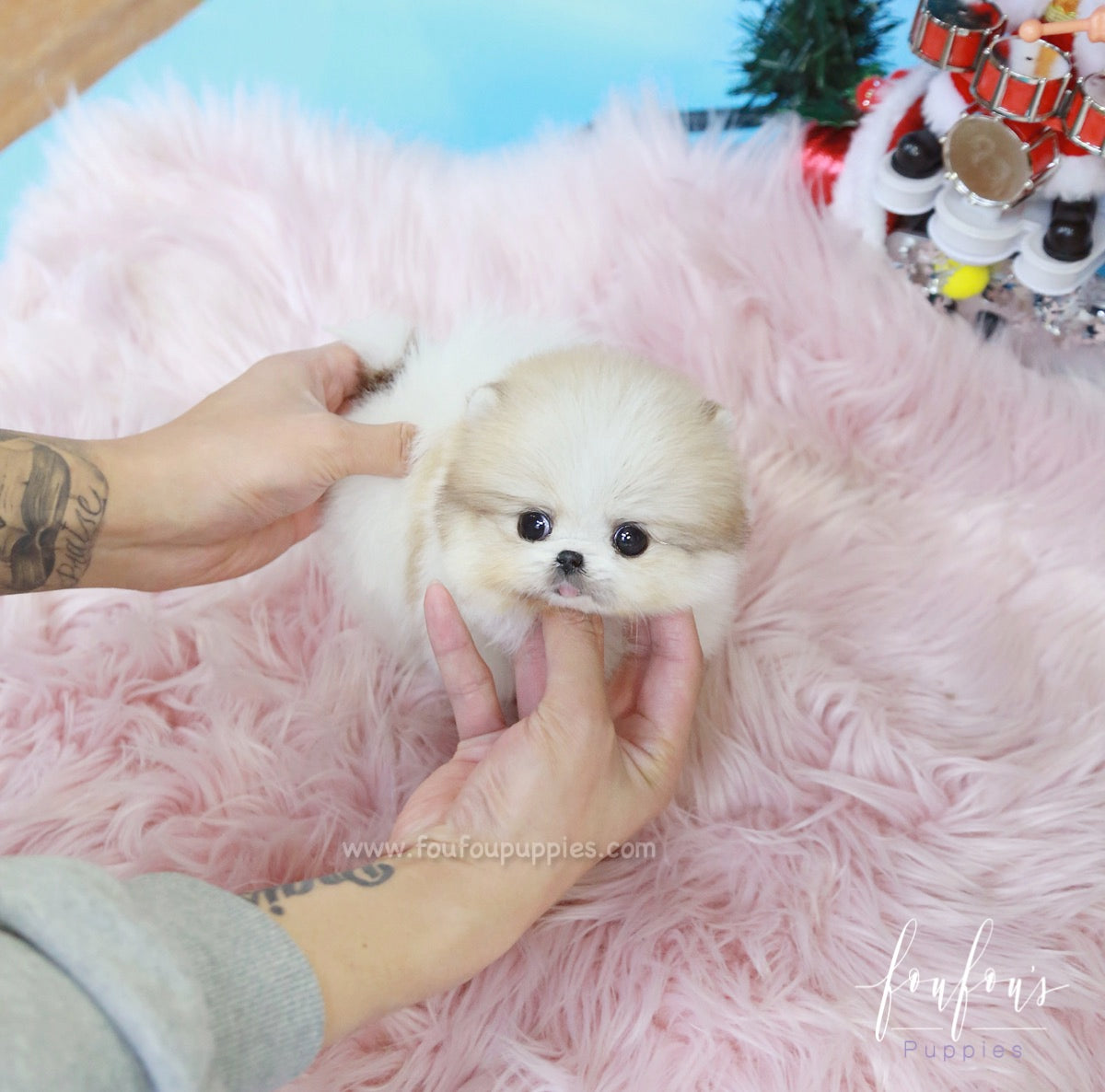 Fendi - Pomeranian F.