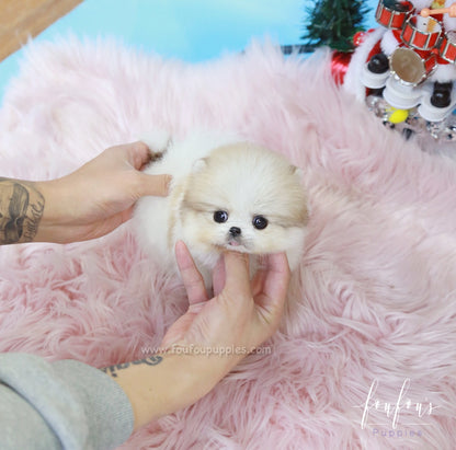 Fendi - Pomeranian F.