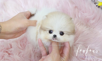 Fendi - Pomeranian F.