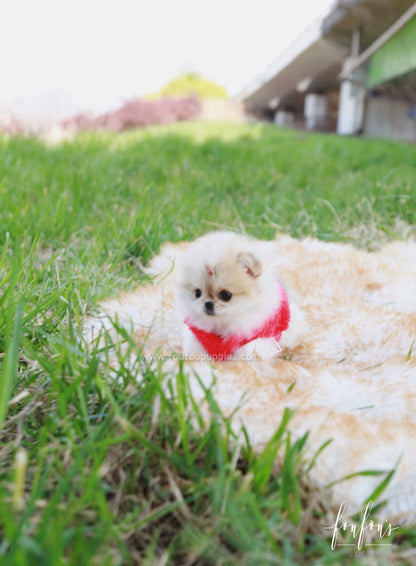 Tinkerbell - Pomeranian F.