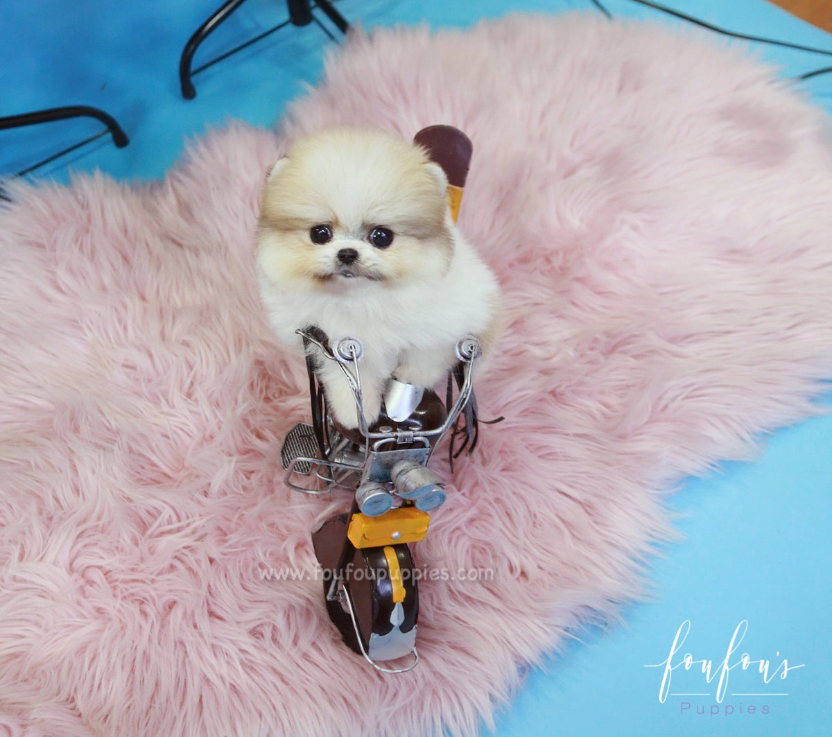 Fendi - Pomeranian F.