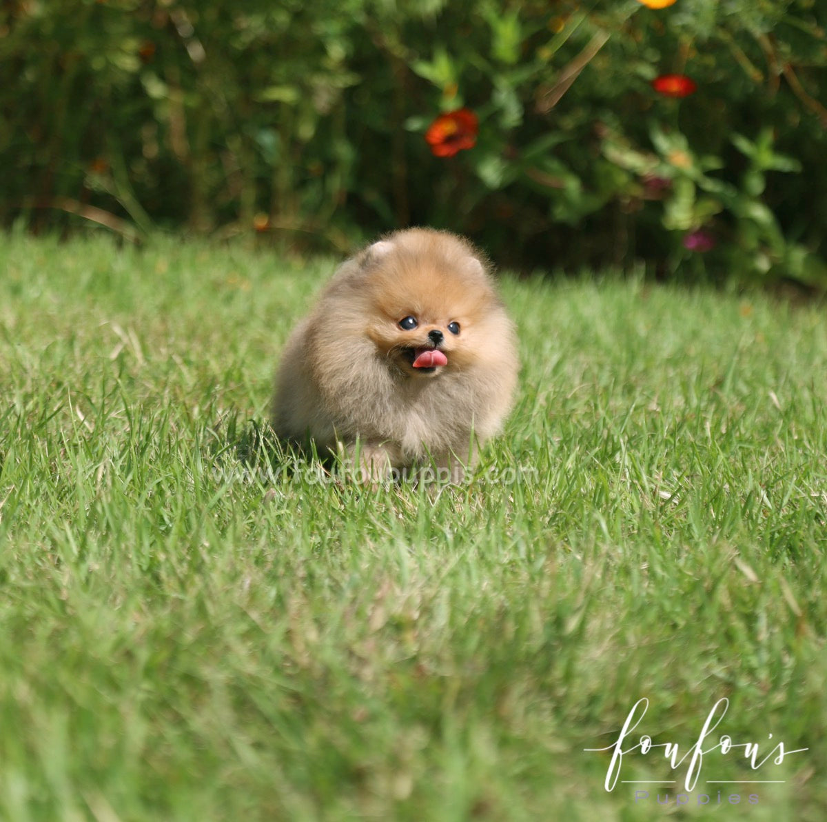 Peanut - Pomeranian M.