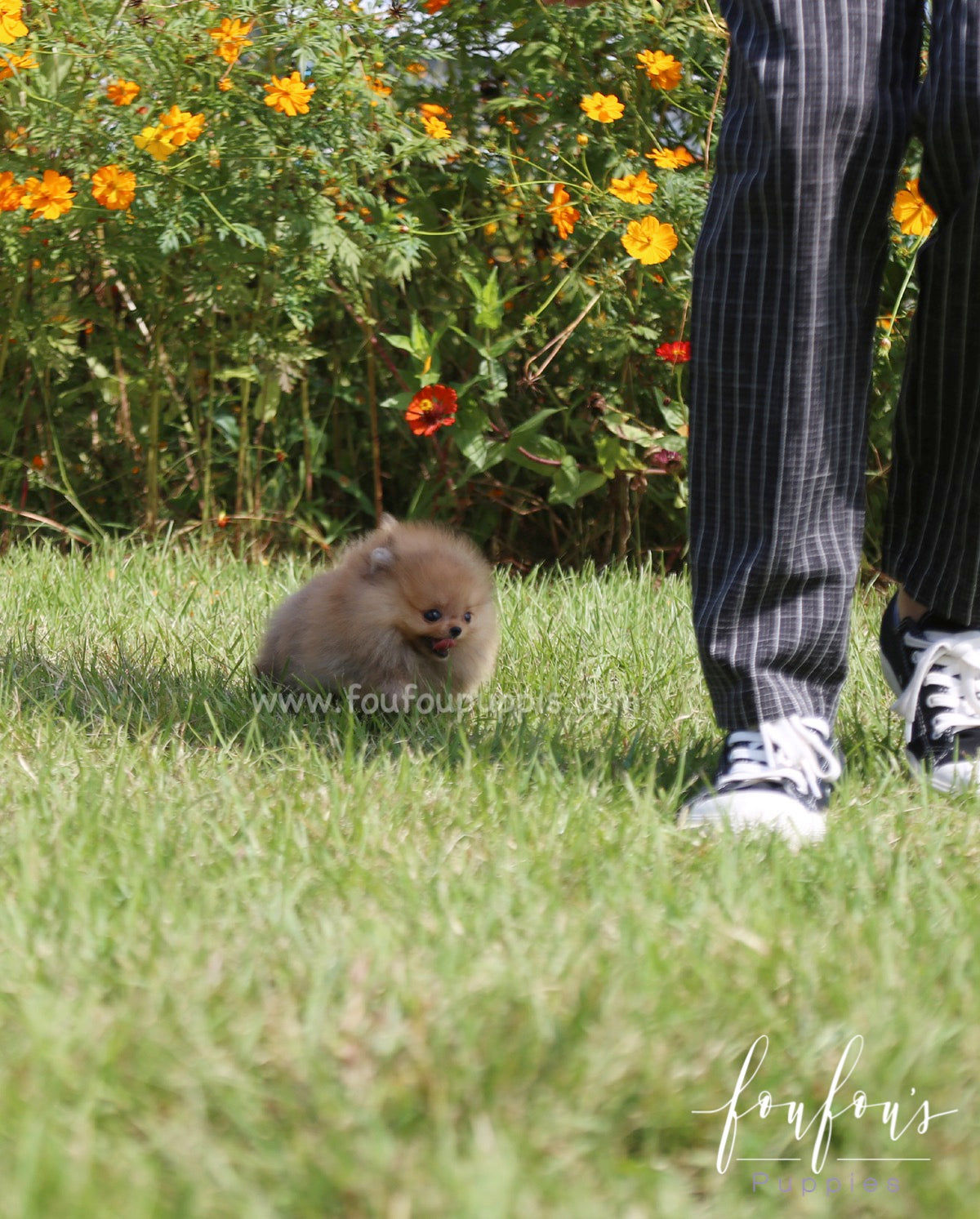 Peanut - Pomeranian M.