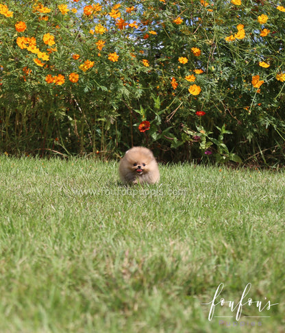 Peanut - Pomeranian M.