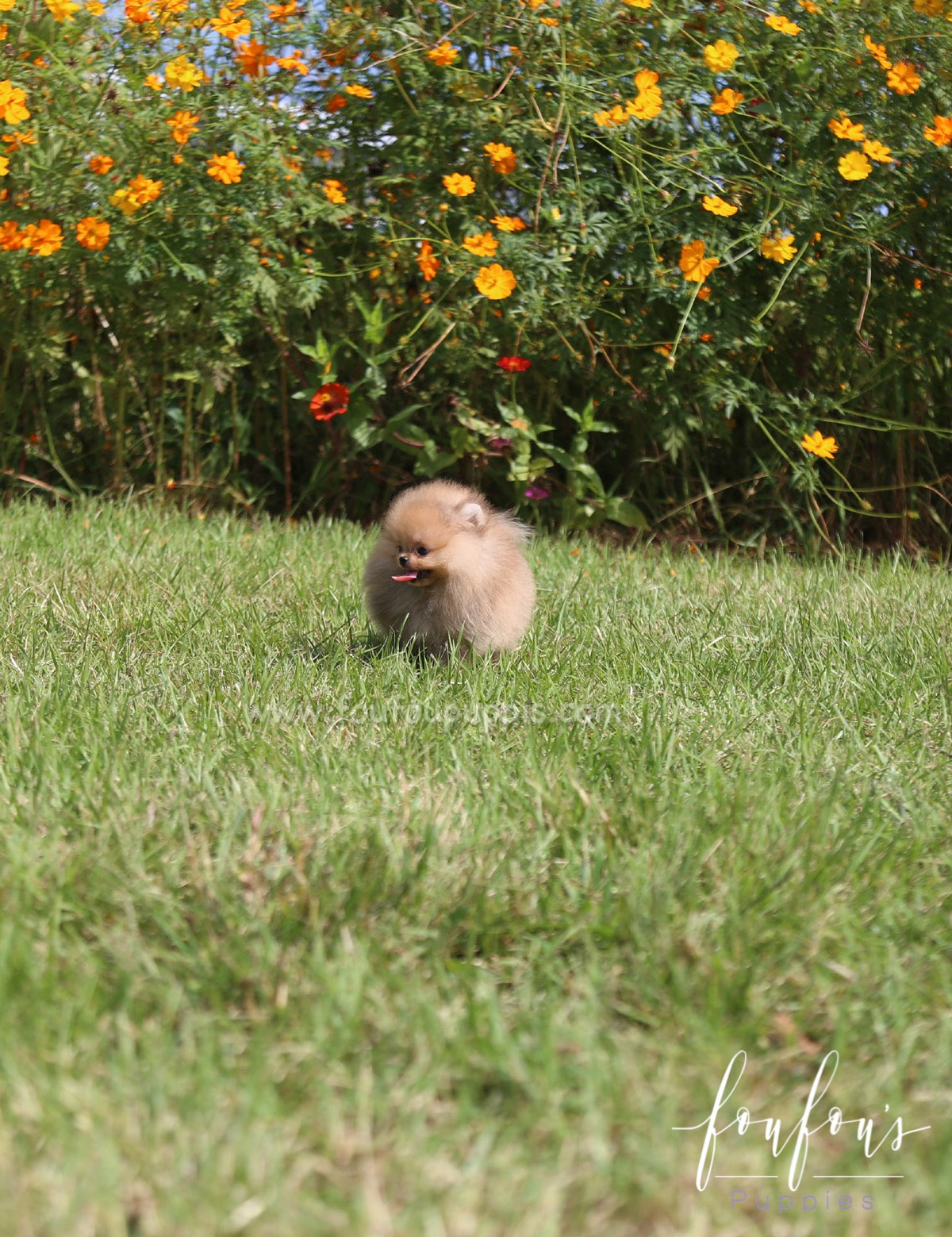 Peanut - Pomeranian M.