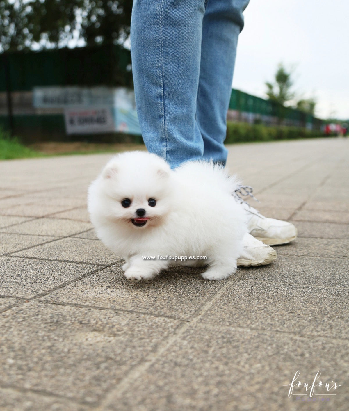 Piku - Pomeranian M.