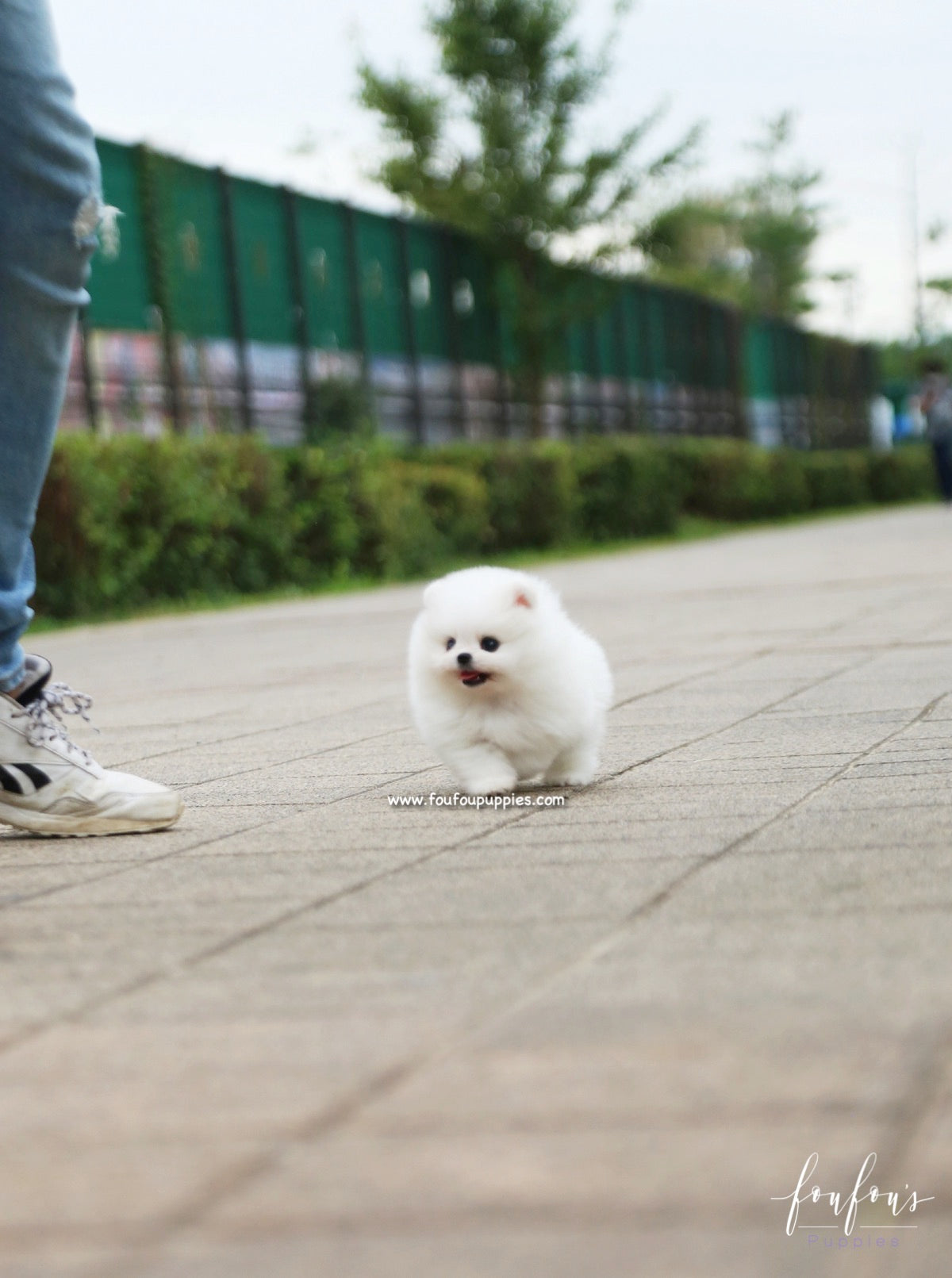 Piku - Pomeranian M.