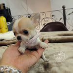 Pinky - Chihuahua M. (1710759706737)