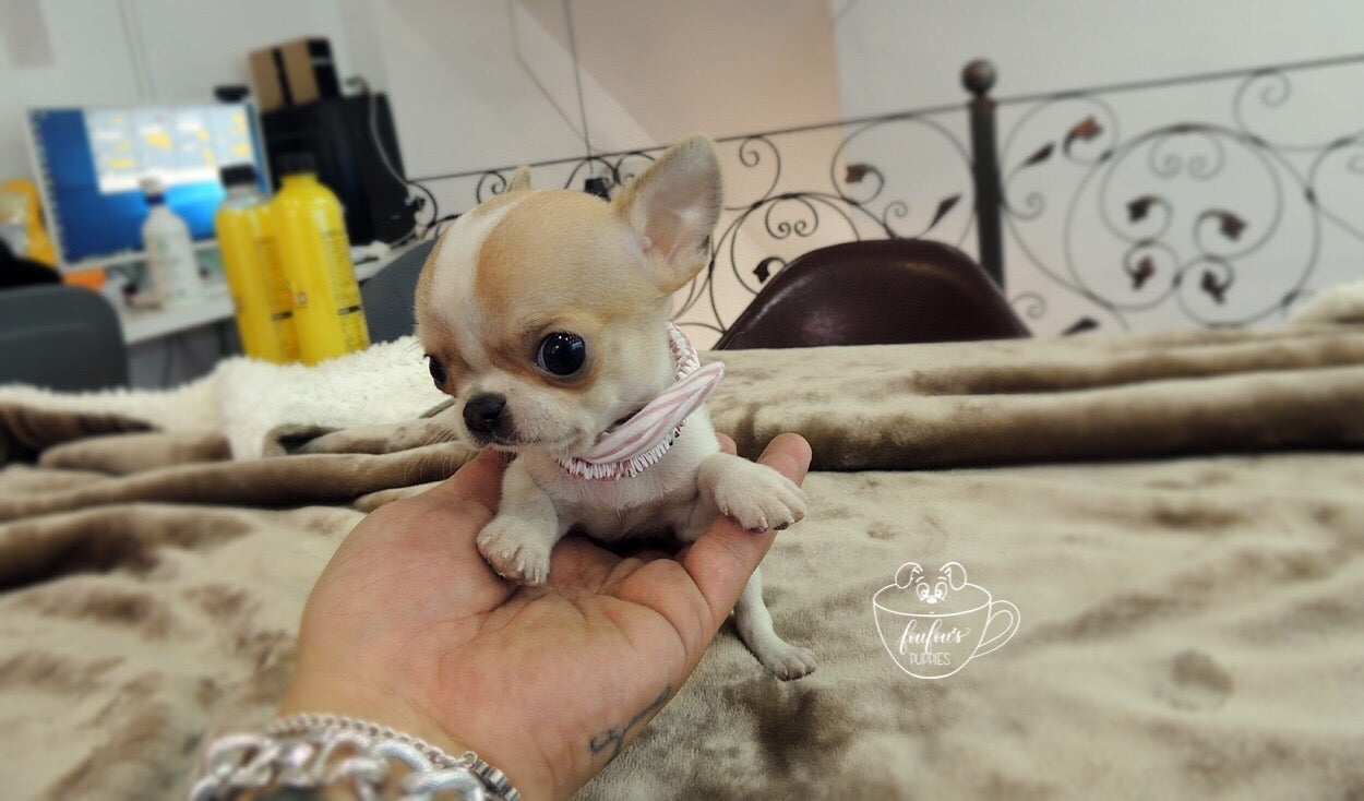 Pinky - Chihuahua M. (1710759706737)