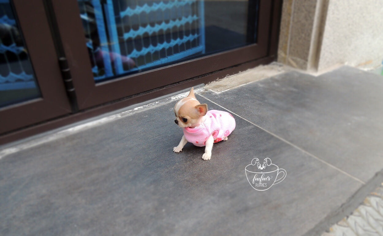 Pinky - Chihuahua M. (1710759706737)