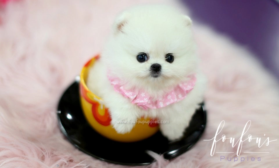 Aspen - Pomeranian F.