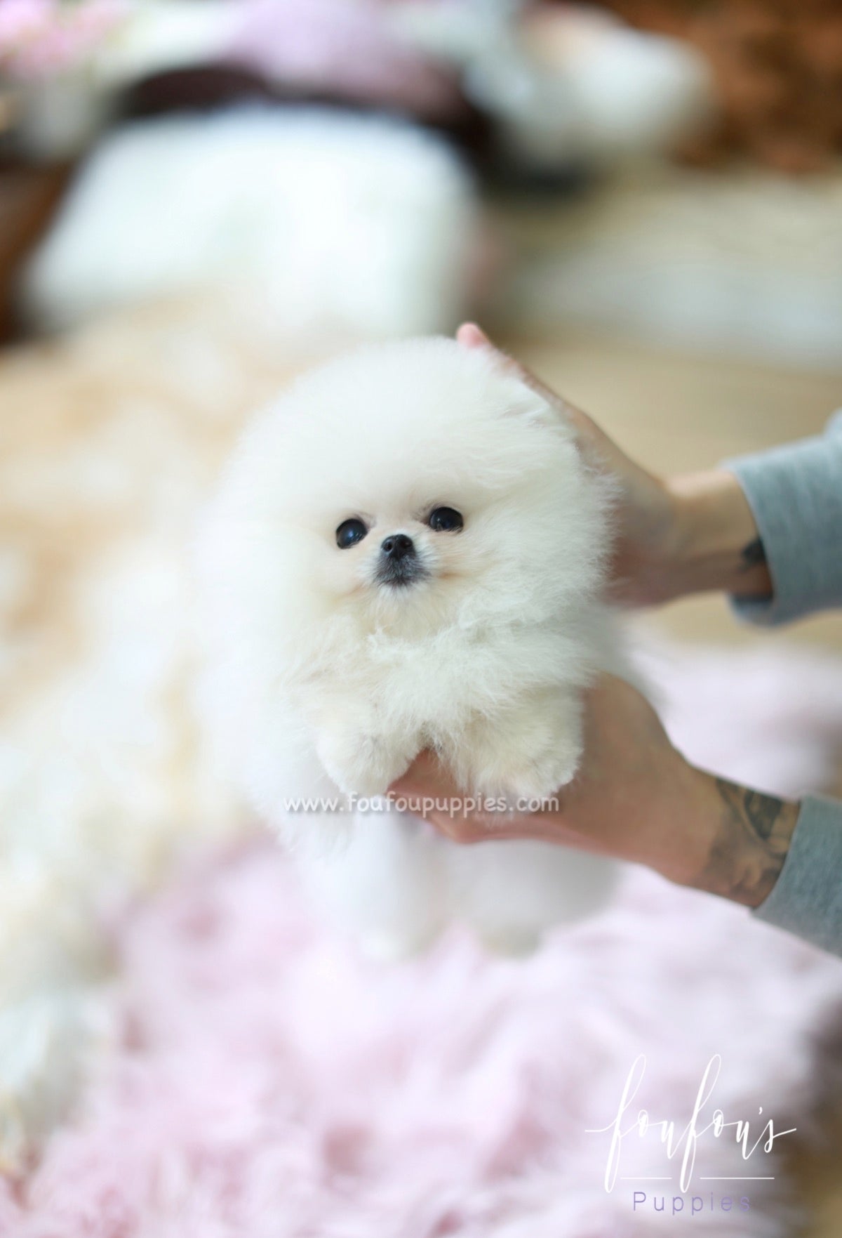 Bear - Pomeranian M.