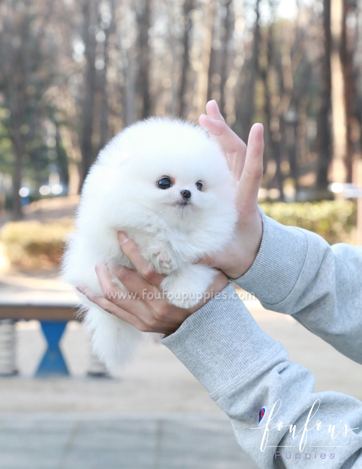 Chai Chai - Pomeranian F.