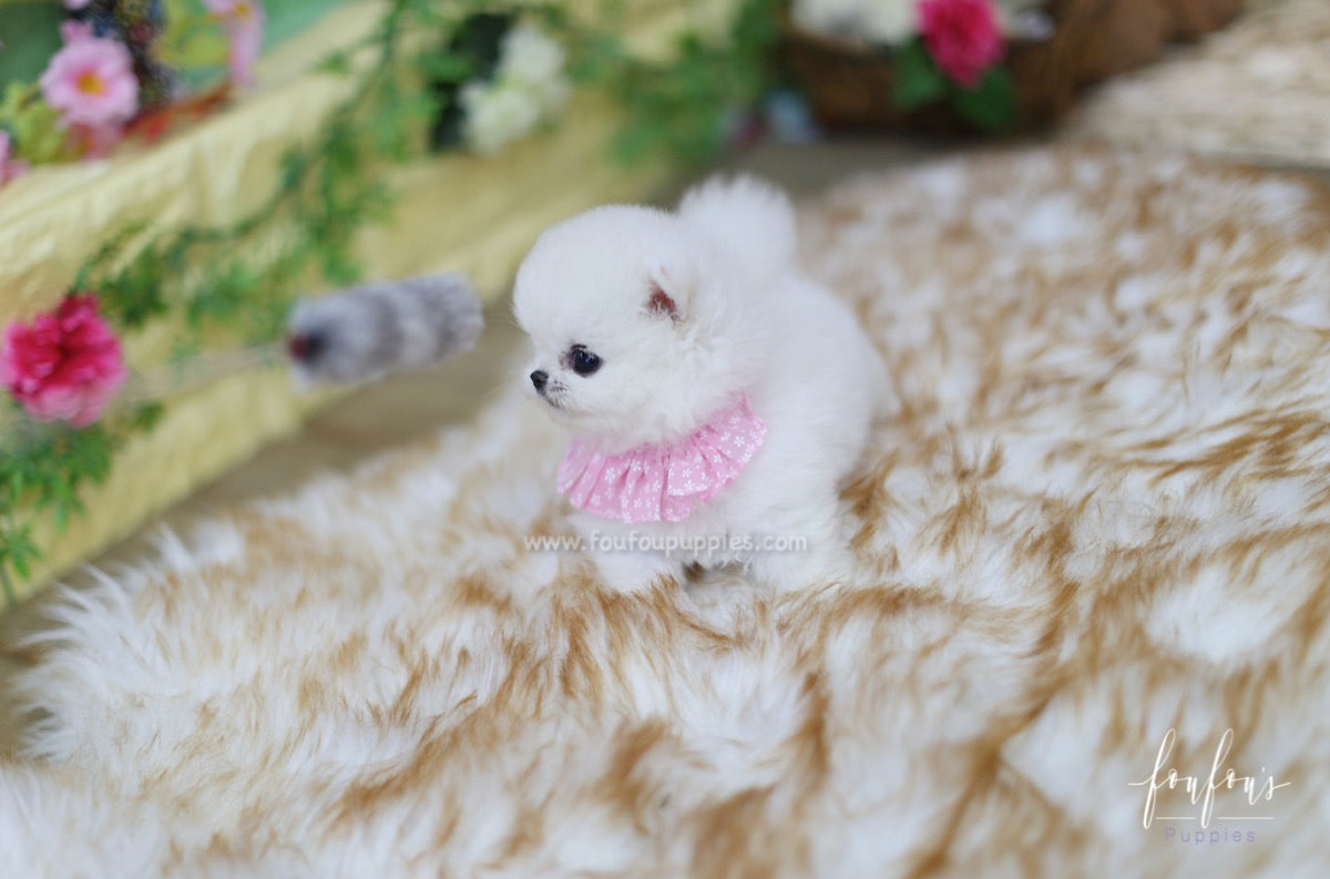 Aspen - Pomeranian F.