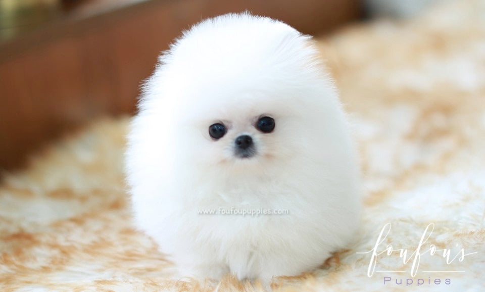 Bear - Pomeranian M.