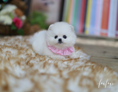 Aspen - Pomeranian F.