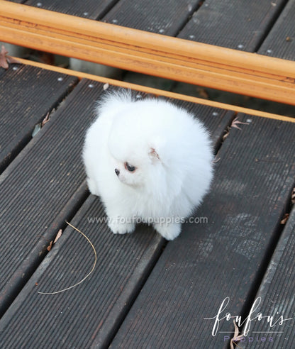 Chai Chai - Pomeranian F.