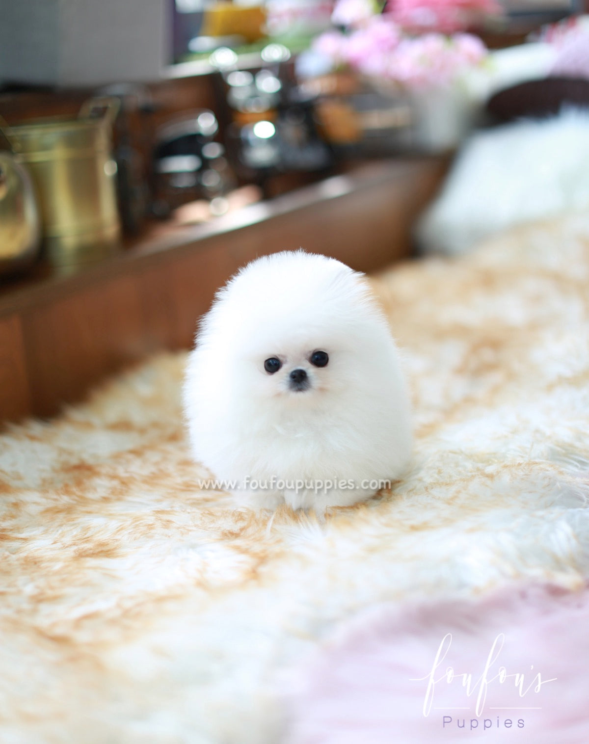 Bear - Pomeranian M.