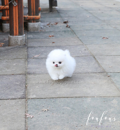 Chai Chai - Pomeranian F.