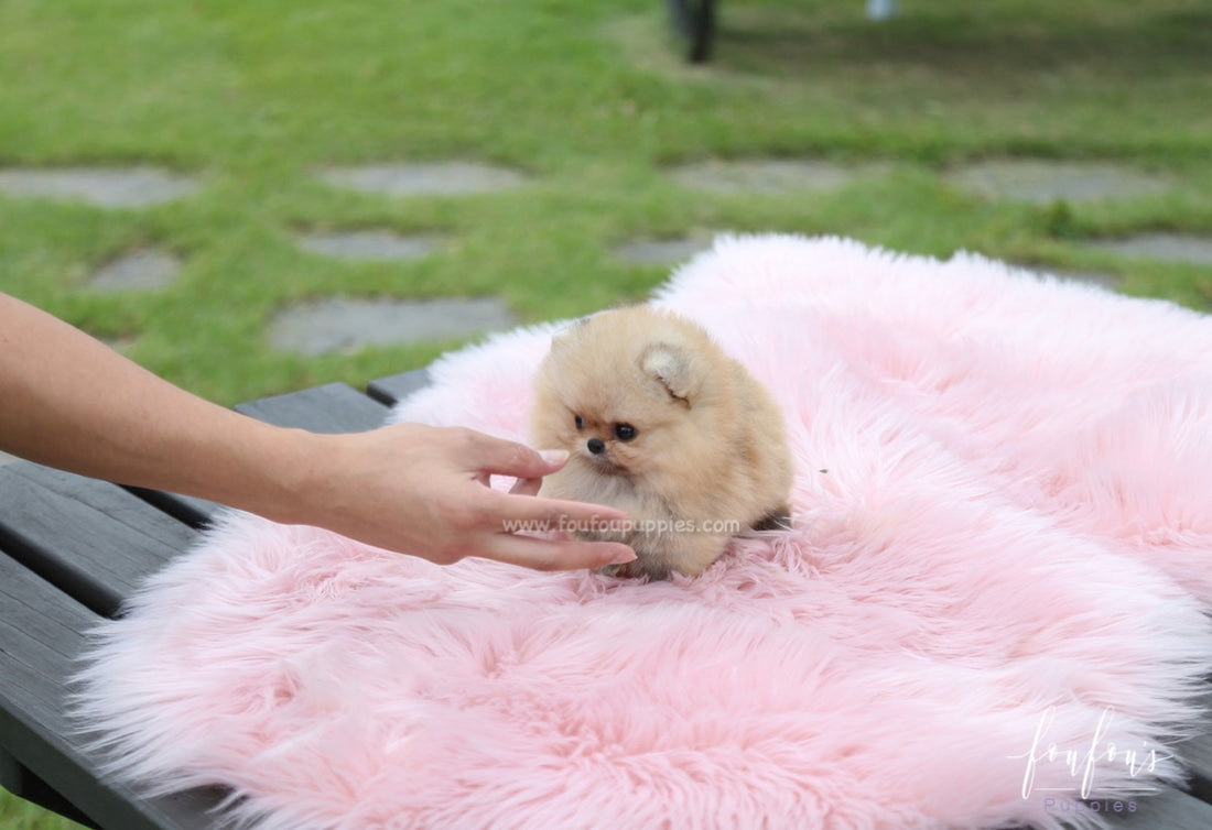 Honey - Pomeranian F.