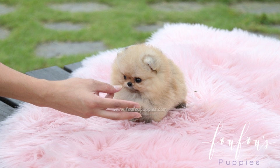 Honey - Pomeranian F.