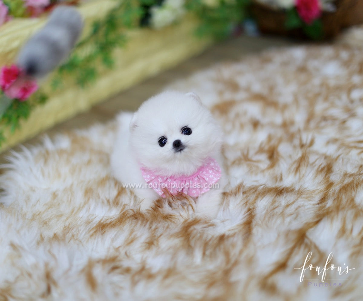 Aspen - Pomeranian F.