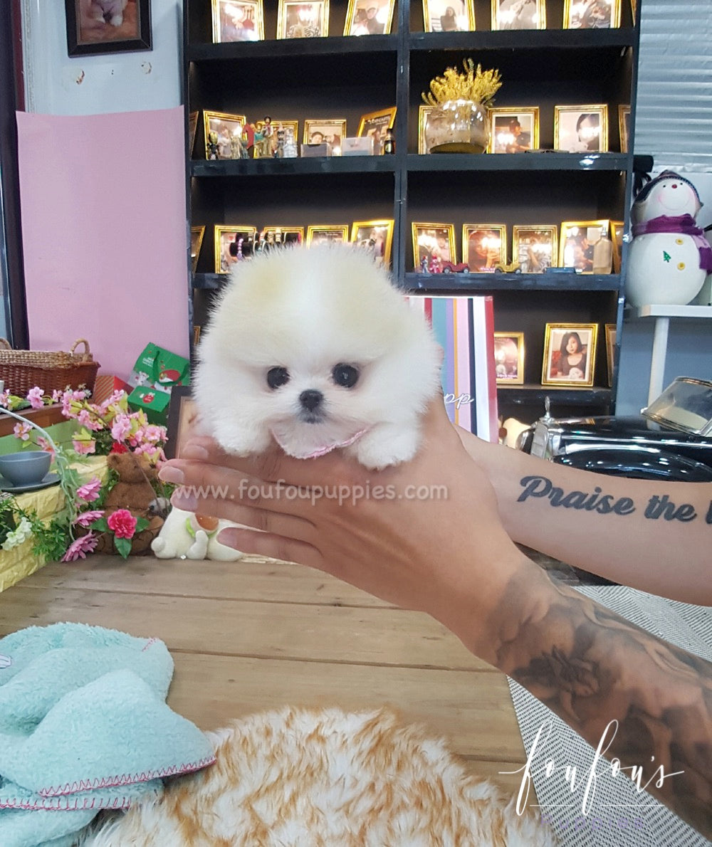 Kenzo - Pomeranian M.