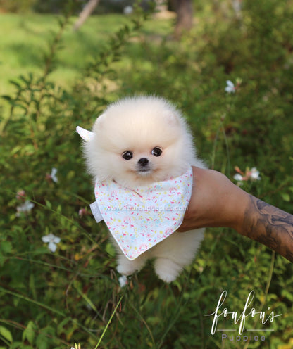 Canoli - Pomeranian M.