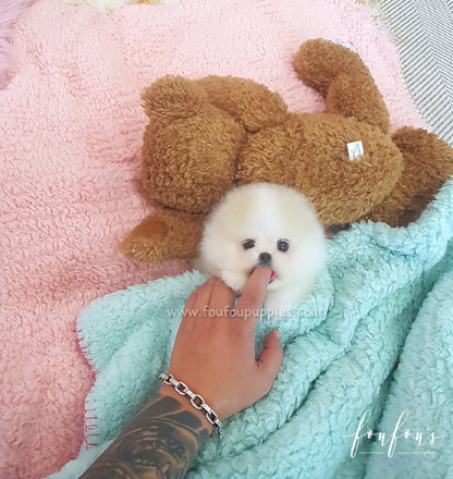 Kenzo - Pomeranian M.