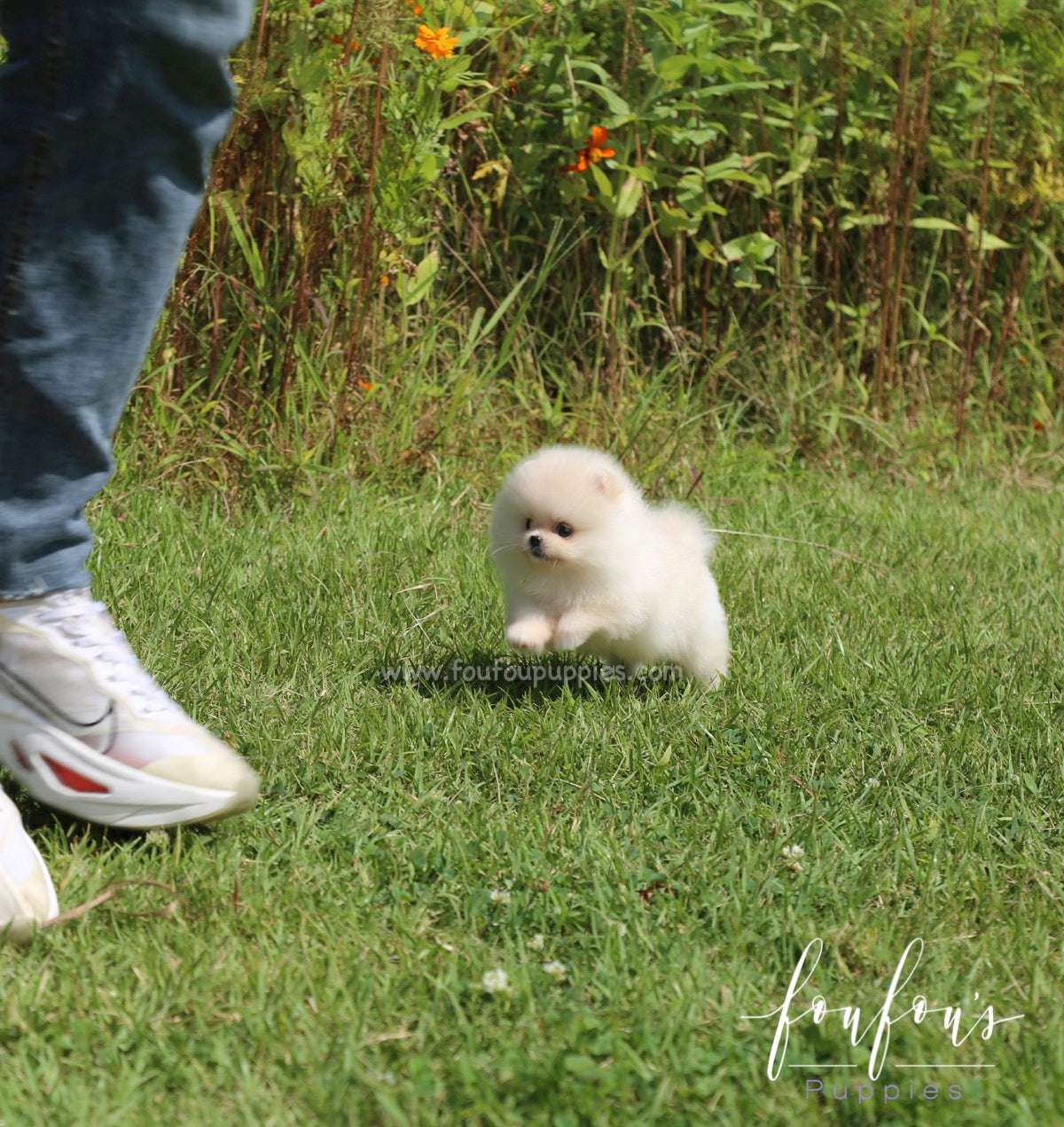 Canoli - Pomeranian M.