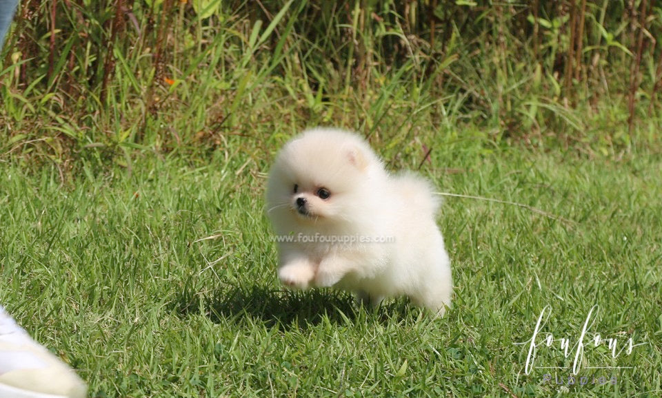 Canoli - Pomeranian M.