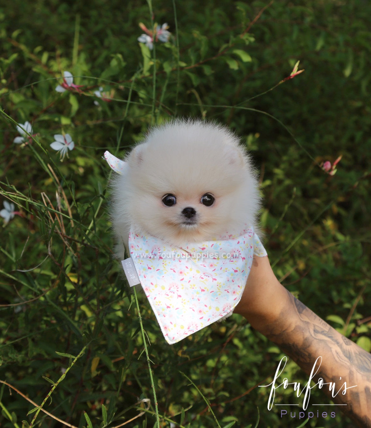 Canoli - Pomeranian M.