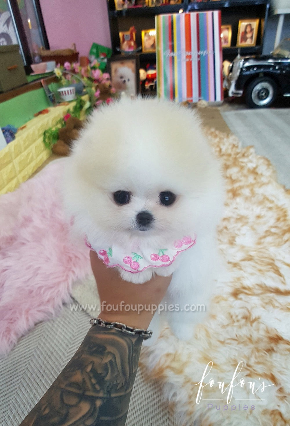 Kenzo - Pomeranian M.