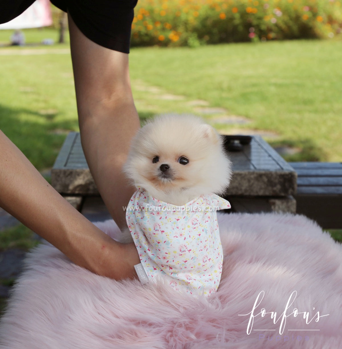 Canoli - Pomeranian M.