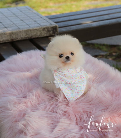 Canoli - Pomeranian M.