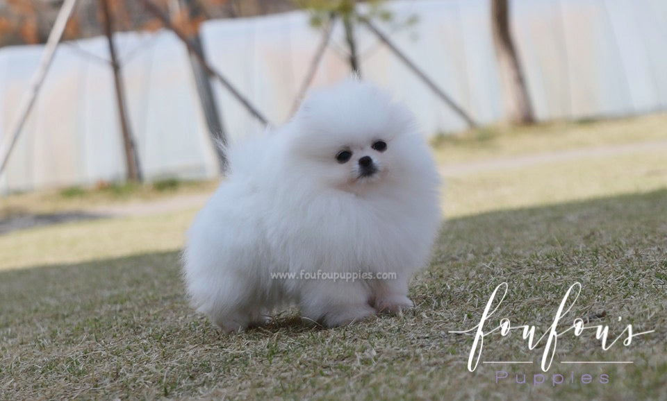 Elle - Pomeranian F.