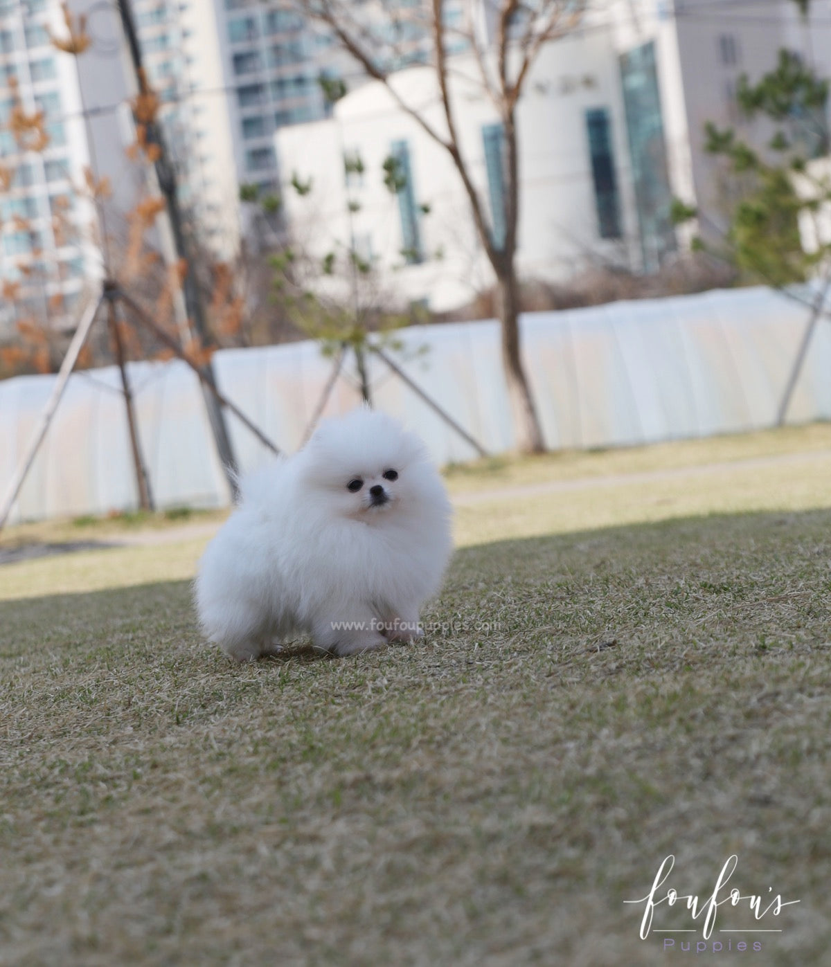 Elle - Pomeranian F.