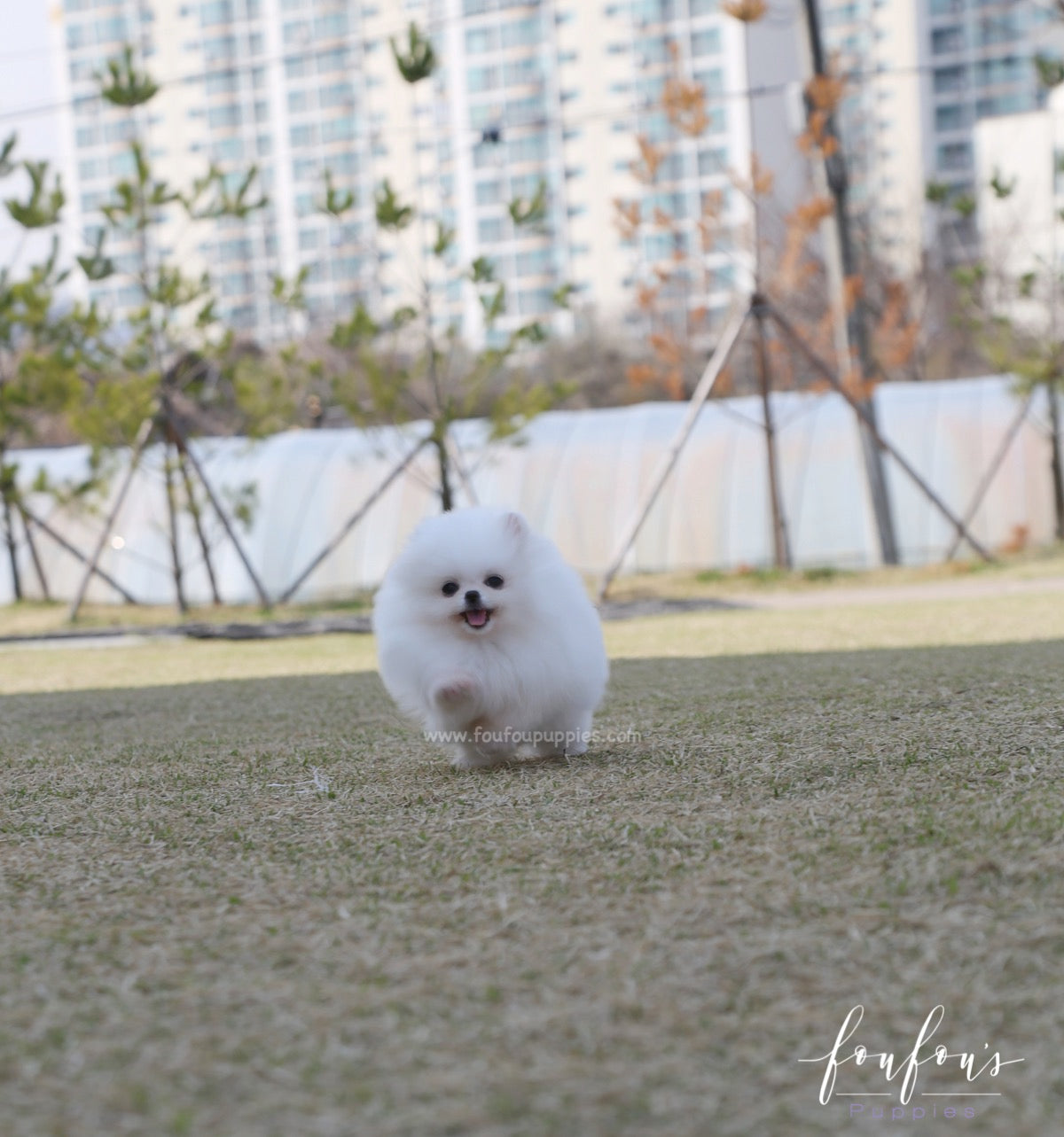 Elle - Pomeranian F.