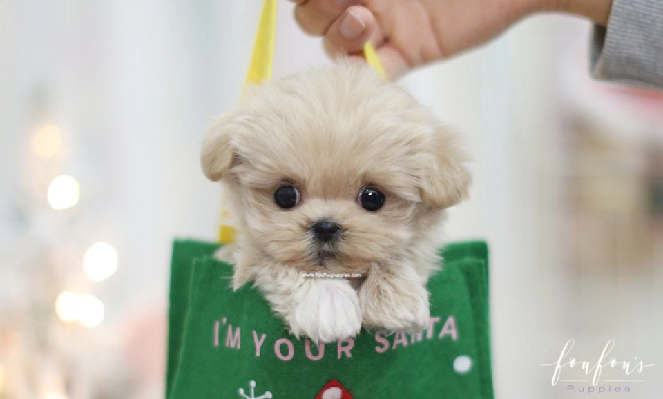 Sweetie - Maltipoo F.