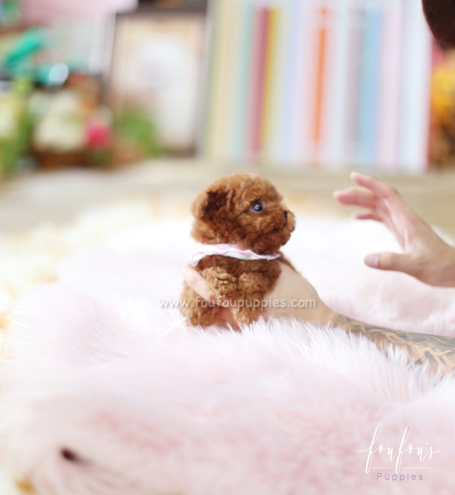 Rouge - Poodle F.