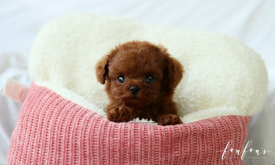 Noémi - Poodle F.