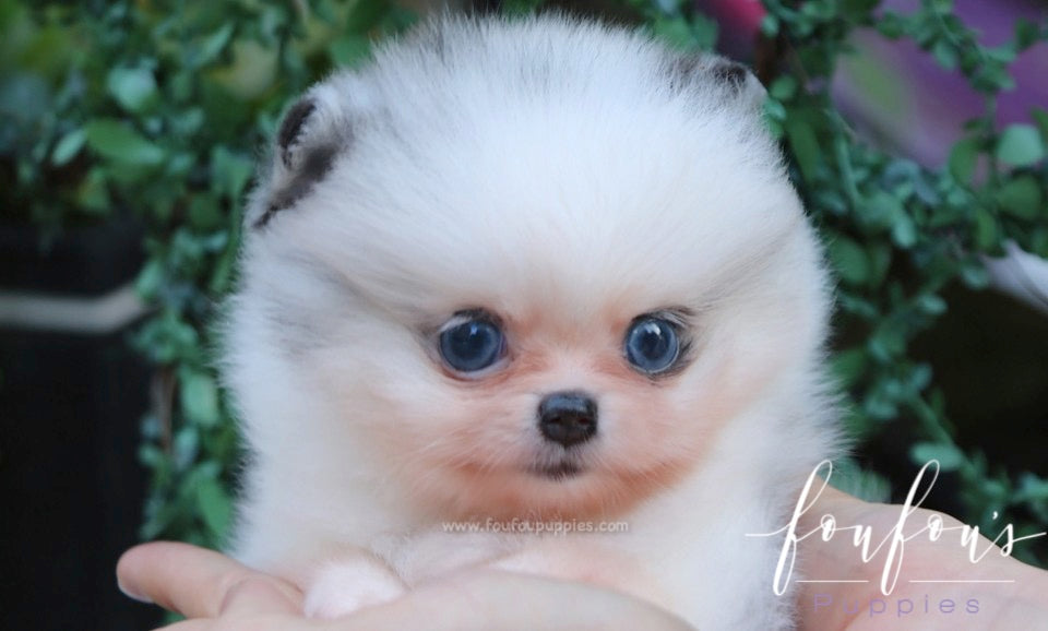 Aoki - Pomeranian M.