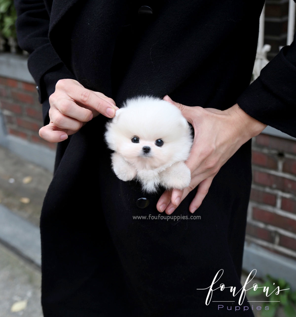 Bali - Pomeranian M.